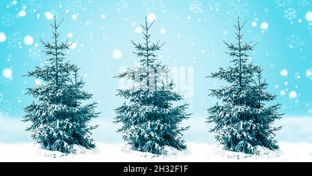 A row of fir trees in the snow. Stock Photo