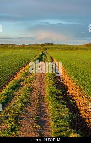 Straight track leading into distance to through growing crops in a Summer field on sunny summer evening in West Yorkshire Stock Photo