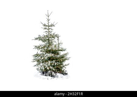 Illuminated Christmas tree in the snow isolated on white background. Stock Photo