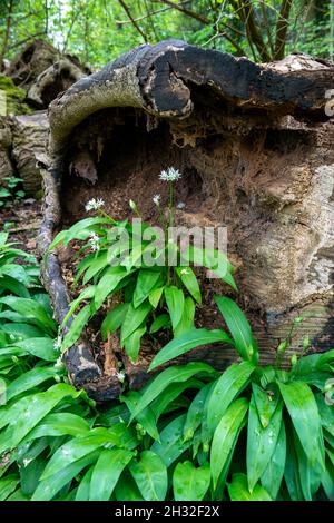 Wild garlic (Ransomes) flowering in the stump of a rotting fallen tree in deciduous woodland Stock Photo