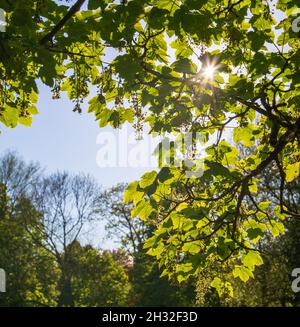 Sunlight shining through the leaves of a sycamore tree with blue sky in the background Stock Photo