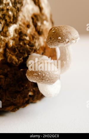 Shiitake Mushrooms on mycelium block. Traditional asian mushroom. Healthy organic medicinal food. Home growing. Studio shot on white background. Stock Photo