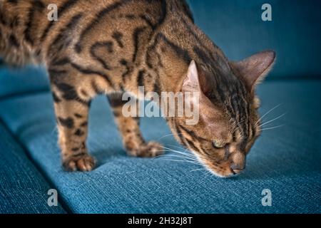 Curious bengal cat sniffing at the sofa. Horizontal image with selective focus Stock Photo