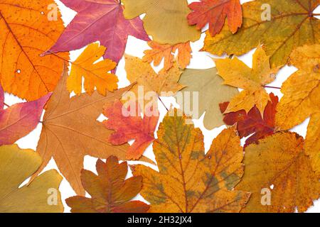Colorful autumn leaves background. Flat lay, top view Stock Photo