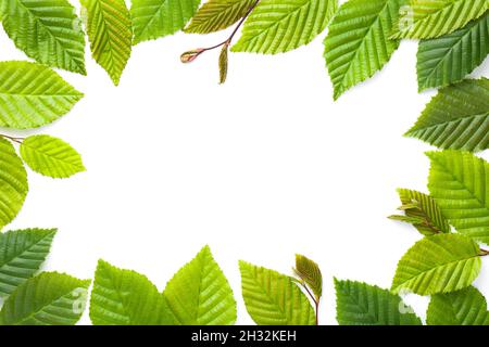 Leaves frame. Hornbeam leaves isolated over white background. Flat lay, top view Stock Photo