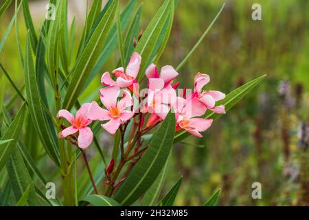 Nerium oleander blooming flowers, family: Apocynaceae Stock Photo