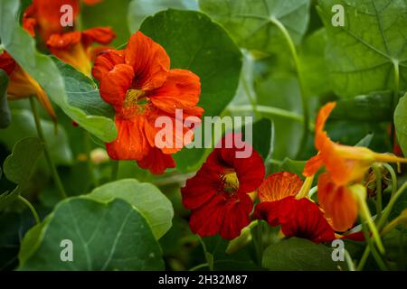 Garden nasturtium red flowers, Tropaeolum majus flowering plant in the family: Tropaeolaceae, region: Andes of Bolivia and Colombia. Stock Photo