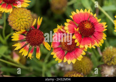 Great Blanket Flower (Gaillardia aristata), perennial wildflower plant in the sunflower family: Asteraceae, region: North America. Stock Photo