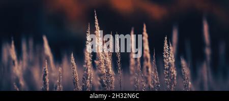 Autumn landscape. Field with dry autumn grass. Pampas grass outdoor in dramatic vintage colors Stock Photo