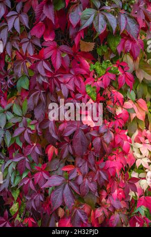 Colourful leaves of a Virgina Creeper (Parthenocissus quinquefolia) plant during autumn, Germany, Europe Stock Photo