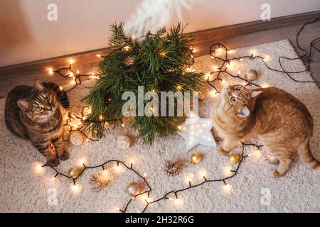 Two cats plays near the Christmas branches, decorations on floor. Christmas holidays and new year concept. Stock Photo