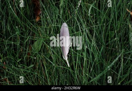 single feather with rain drops on green grass in autumn Stock Photo