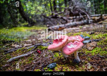 A beautiful portrait shot of a wild mushroom in the forest of Schoodic Peninsula Stock Photo