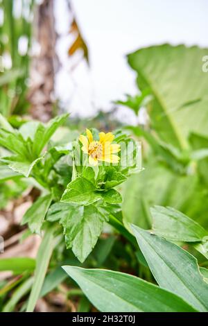 Close-up of wild sunflower growing in plantation Stock Photo
