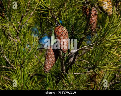 close-up shot pine cones on the pine tree, unripe pine cones attached to the branch and closed Stock Photo
