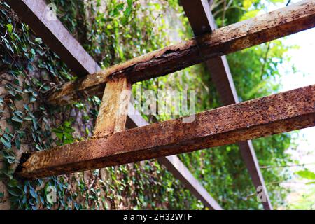 Rust on a pergola made of iron and wood, attached to a wall where an ivy (Ficus pumila) grows wild. Stock Photo