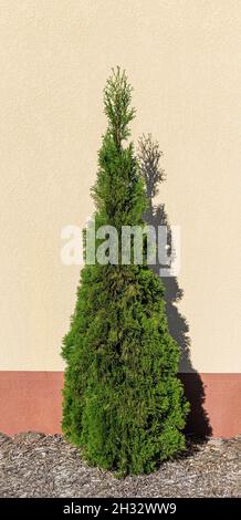 Thuja tree near the wall. Stock Photo