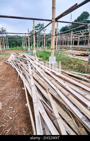 stack of bamboo ready to be used as building material Stock Photo