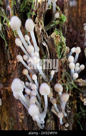 Mycena is a large genus of small saprotrophic mushrooms that are rarely more than a few centimeters in width. Stock Photo