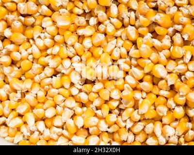 Close-up texture of organic yellow maize or corns seed grains Stock Photo
