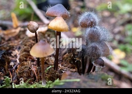 Mycena sp. is a large genus of small saprotrophic mushrooms Stock Photo