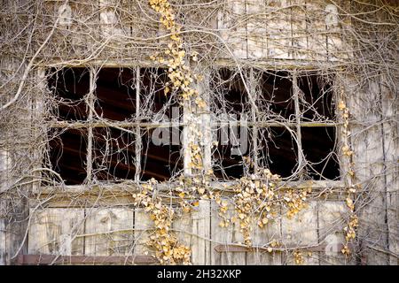 Old barn with broken windows and broken panes Stock Photo