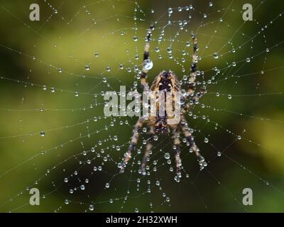 Close-up of Orb spider on web with dew drops sparkling reflections Stock Photo