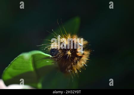 Close-up of a Ruby Tiger caterpillar on a leaf Stock Photo