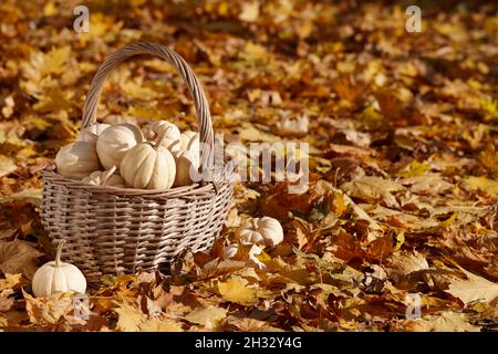 Small white pumpkins in basket on autumn leaves background Stock Photo