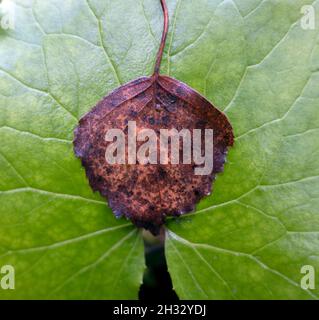 Two autumn contrast colored leaves in close up Stock Photo