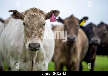 Close up of Stud Beef bulls, cows and calves grazing on grass in a field, in Australia. breeds of cattle include speckle park, murray grey, angus, bra Stock Photo