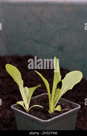 Young Little Gem lettuce plants growing in a plant pot Stock Photo