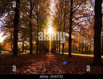 The sun shines brightly through the crowns of the trees in an avenue of lime trees with wilted colorful autumn leaves, direct back light Stock Photo