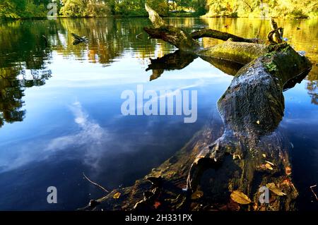Dark tree trunk on a pond with smooth surface,on which the sky is reflected Stock Photo