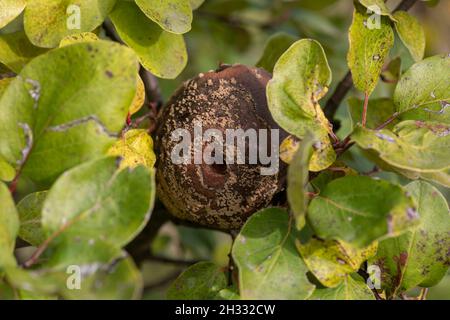 Rotten apple quince on the fruit tree, Monilia laxa (Monilinia laxa) infestation, plant disease Stock Photo