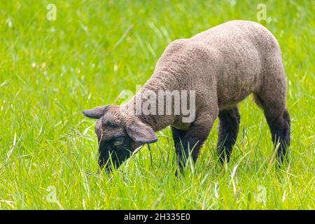 lamb in the grass - Suffolk sheep on pasture, side view Stock Photo
