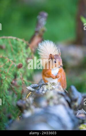 Red Squirrel (Sciurus vulgaris) sat on fence with food on It's paws and face. Perthshire Scotland UK. June 2021. Stock Photo