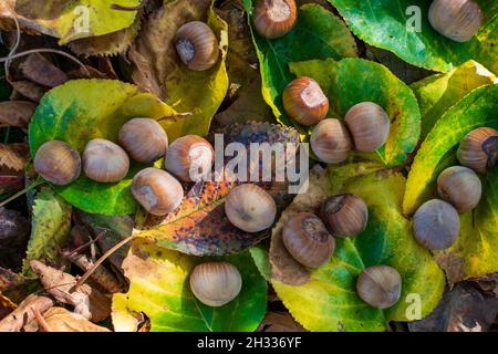 Hazelnuts Among Fall Colored Leaves In The Forest Stock Photo