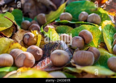 Hazelnuts Among Fall Colored Leaves In The Forest Stock Photo