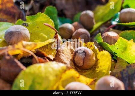 Hazelnuts Among Fall Colored Leaves In The Forest Stock Photo