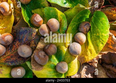 Hazelnuts Among Fall Colored Leaves In The Forest Stock Photo