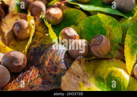 Hazelnuts Among Fall Colored Leaves In The Forest Stock Photo