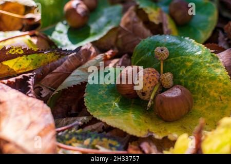 Hazelnuts Among Fall Colored Leaves In The Forest Stock Photo