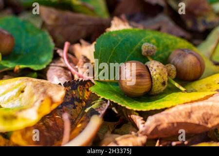 Hazelnuts Among Fall Colored Leaves In The Forest Stock Photo