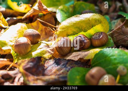 Hazelnuts Among Fall Colored Leaves In The Forest Stock Photo