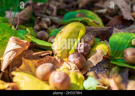 Hazelnuts Among Fall Colored Leaves In The Forest Stock Photo