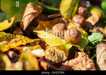 Hazelnuts Among Fall Colored Leaves In The Forest Stock Photo