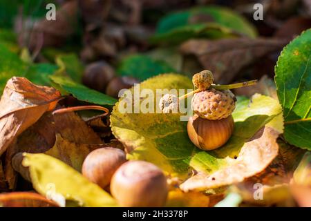 Hazelnuts Among Fall Colored Leaves In The Forest Stock Photo