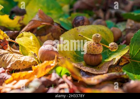 Hazelnuts Among Fall Colored Leaves In The Forest Stock Photo