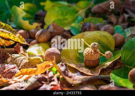 Hazelnuts Among Fall Colored Leaves In The Forest Stock Photo